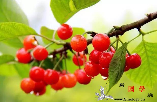 樱桃红了！孕妇吃樱桃对胎儿好吗？孕妇吃樱桃的_肾病-樱桃-孕妇-食用-