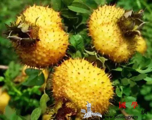 它才是真正的水果维C之王你吃过吗？孕妇可_刺梨-猕猴桃-维生素-水果-