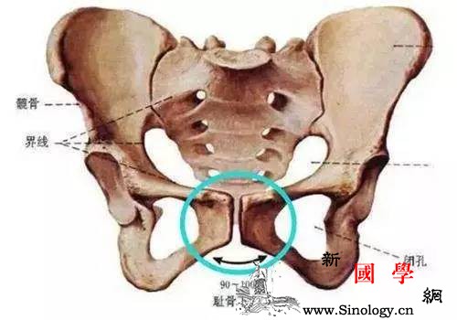 孕妈十有八九患耻骨联合分离！能预防吗？_耻骨-束带-骨盆-韧带-