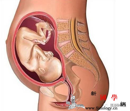 胎儿那么大到底是怎么生出来的？看完心疼妈妈_产道-胎儿-耻骨-骨盆-