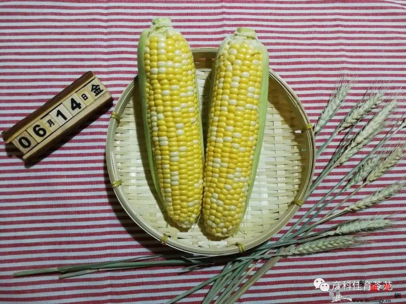 香甜可口的玉米饼——准妈妈食谱_碳水化合物-玉米饼-维生素-玉米-