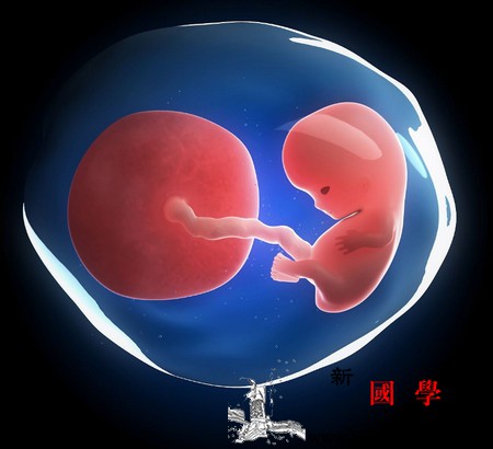胎儿也有生物钟喜欢规律生活！_生物钟-胎儿-肚子里-规律-