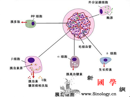 患妊娠期糖尿病的原因这六大因素孕妇需警惕_胰岛素-妊娠-孕妇-糖尿病-