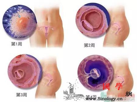 十月怀胎到底经历了什么？多图解析胎儿发育和孕_身长-胎儿-妈妈-宝宝-