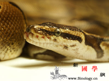 孕妇睡觉梦见蛇这些胎梦解释你知道吗_生下-吉兆-贵子-预兆-