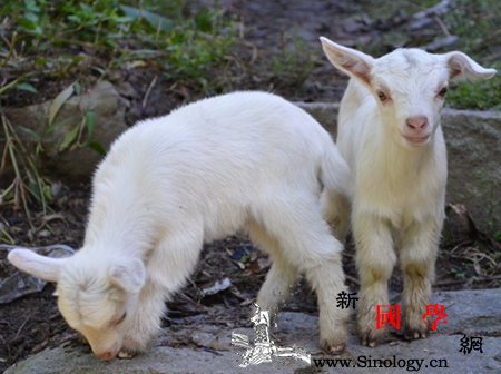 孕妇睡觉梦见白羊这些梦境解析你知道吗_白羊-孕妇-梦见-您的-