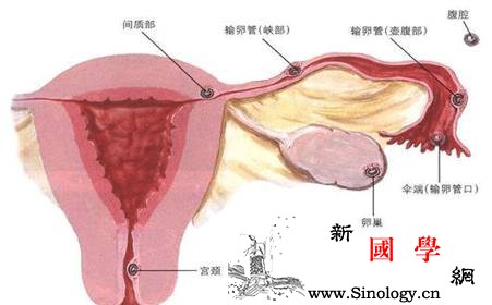 宫外孕一定会出血吗？宫外孕为什么会出血_宫外孕-输卵管-妊娠-阴道-