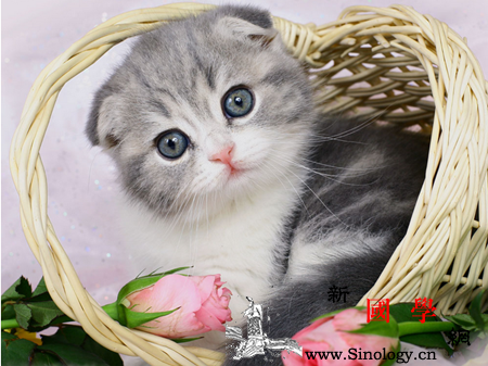孕妇梦见猫是什么意思预示着什么_会有-孕期-预示-孕妇-