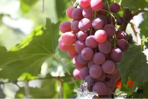 孕妇吃葡萄容易拉肚子？孕妇吃葡萄拉肚子怎么回_花青素-胃酸-拉肚子-吃完-