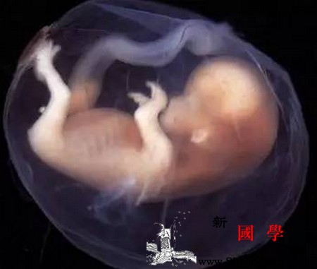 胎停的症状孕期怎样预防胎儿停止发育_胚胎-胎儿-症状-停止-