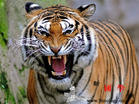 孕妇梦见老虎是什么意思孕妇梦见老虎的胎梦解_预示-孕妇-梦见-老虎-