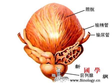 小儿尿路感染症状表现_膀胱炎-惊厥-排尿-年长-