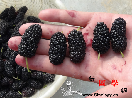 孕妇梦见桑葚是什么意思梦见桑葚好不好_吉兆-桑葚-桑树-将会-