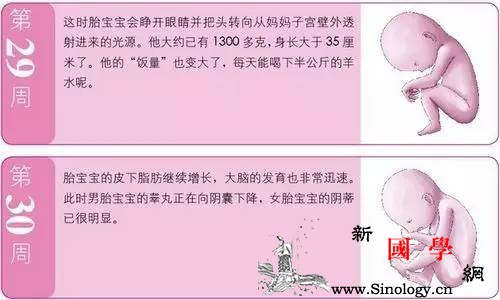 孕8月：胎宝宝对光很敏感。_妊娠-顶起-子宫-宝宝-