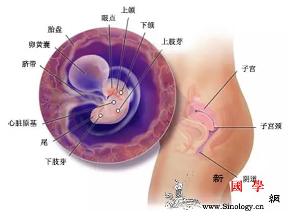 怀孕1个月这些小症状很多新妈妈都遇到过_激素-症状-准妈妈-怀孕-