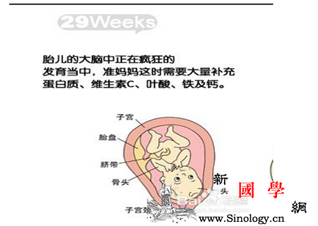 怀孕八个月胎儿图每周变化要区分_胎儿-区分-八个月-怀孕-