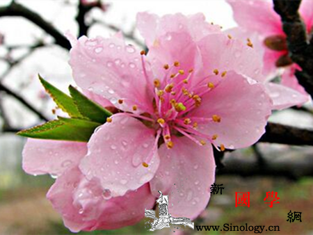 孕妇梦见桃花是什么意思详解梦见桃花的梦境含_预示-孕妇-梦见-周易-