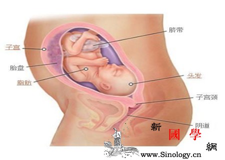 孕妇耻骨痛一般是发生在第几周知道时间早作打_耻骨-骨盆-孕期-孕妇-
