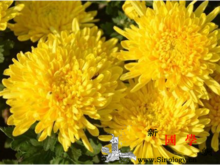 孕妇梦见菊花什么意思梦见菊花跟胎儿性别有关_将会-什么意思-预示-孕妇-