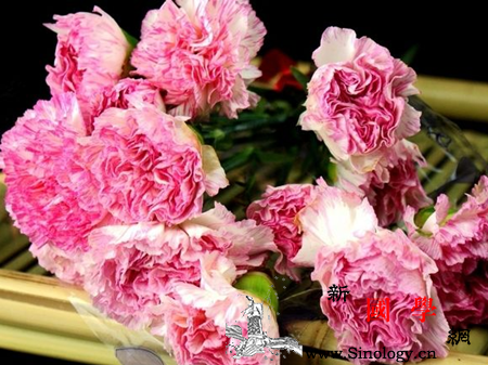 孕妇梦见康乃馨是什么意思应根据梦境解释胎梦_康乃馨-母爱-预示-孕妇-