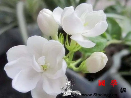 孕妇梦见茉莉花是什么意思梦见茉莉花好不好_吉兆-茉莉花-茉莉-预示-