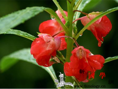 孕妇能用指甲草染指甲吗指甲草怎么染指甲_明矾-扁豆-染指-上色-