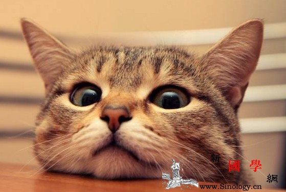 怀孕之后真的不能养猫吗？孕妇养猫有什么危害？_孕期-猫咪-孕妇-感染-