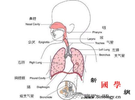 小儿结核病是怎么回事_结核杆菌-病灶-结核病-吸入-
