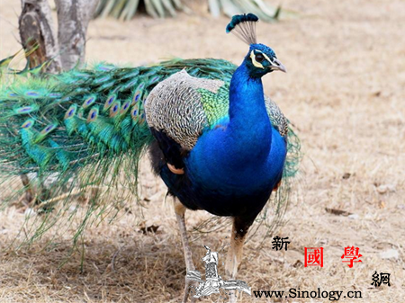 孕妇梦见孔雀是什么意思是预示胎儿性别吗_皂隶-预示-孔雀-孕妇-