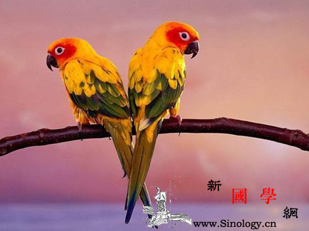 孕妇梦见鹦鹉是什么意思梦见鹦鹉的解释大全都_破财-鹦鹉-巧言如簧-正德-