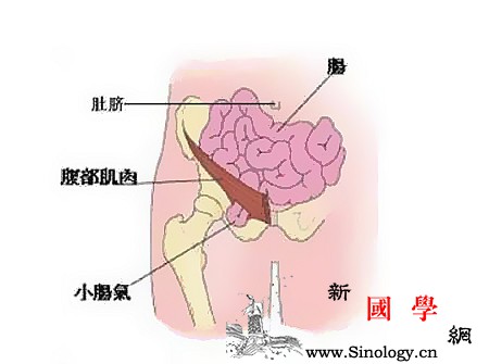 小儿斜疝的症状_肠管-腹股沟-早产儿-阴囊-