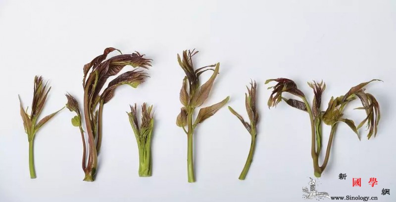 孕妇可以吃香椿吗？孕妇吃香椿要注意什么？_香椿-凉拌-杆菌-胎儿-