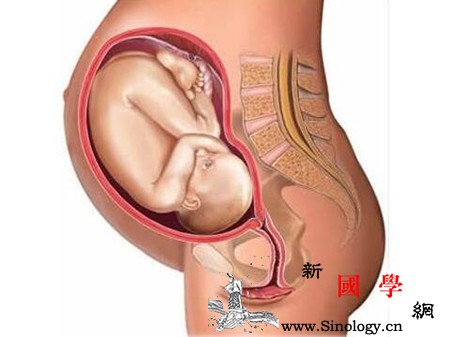 孕妇肚脐连着胎儿哪里_肚脐眼-凸出-肚脐-胎儿-
