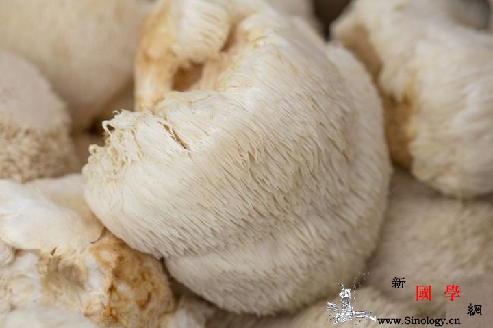 孕妇可以吃猴头菇吗？孕妇吃猴头菇的好处_胃溃疡-胃炎-蛋白质-孕妇-