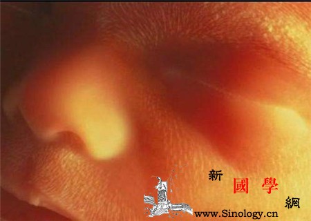 三个月的胎儿有多大标准发育要知晓_胎儿-知晓-拳头-部位-