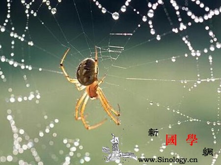 孕妇梦见蜘蛛是什么意思跟生男生女有关吗_曼陀罗-梦里-预示-孕妇-