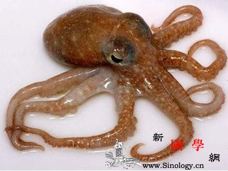 孕妇梦见章鱼是什么意思梦见章鱼的解释都在这_触手-章鱼-预示-孕妇-