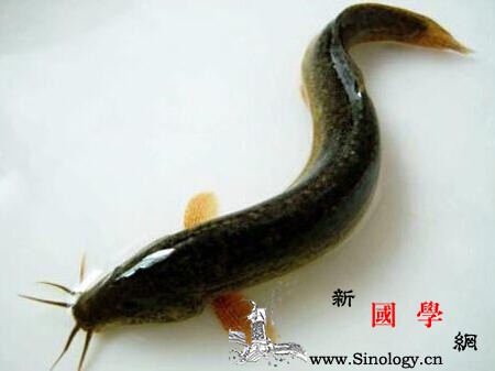 孕妇梦见泥鳅是什么意思梦见泥鳅的解释大全都_文士-泥鳅-预示-孕妇-