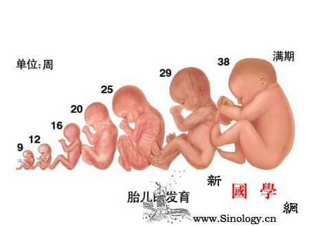 怀胎十月胎宝的发育以及孕期感受_胎儿-个月-准妈妈-怀孕-