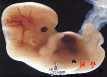 哪些情况可能伤害胎儿健康？孕妈该如何保护胎儿_孕期-胎儿-影响-健康-