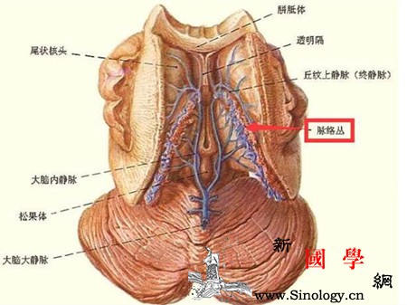 脉络丛囊肿长在哪是如何形成的_脑室-脑脊液-囊肿-穿刺-