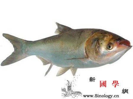 孕妇梦见鲢鱼什么预兆_生下-鲢鱼-预兆-预示-