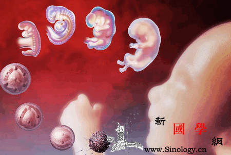 早孕是多胎生出来只有一个其他的胚胎去哪了_胚胎-妊娠-移植-囊胚-