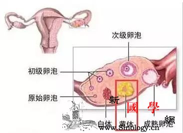 孕酮与备孕、怀孕和流产之间存在怎样的关系？_排卵-妊娠-流产-子宫-