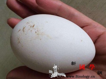 孕妇吃鸡蛋好还是鹅蛋好_微克-胎儿-孕妇-准妈妈-