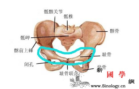 孕期最痛的是哪里？你一定猜不到......_耻骨-骨盆-疼痛-牵拉-