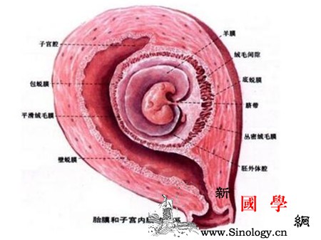 蜕膜反应是什么意思_囊胚-腺体-着床-孕期-