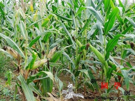 孕妇梦见玉米地是什么意思_吉兆-肚子里-预示-孕妇-