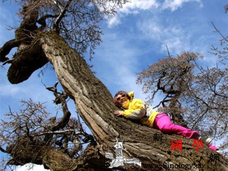 孕妇梦见爬树是什么意思_生下-爬树-预示-孕妇-
