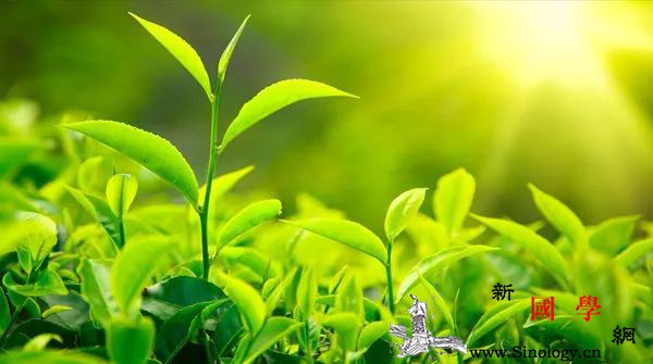 准妈远离这些植物孕期养花草有讲究！_花草-孕妇-品红-植物-